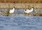 Common avocet