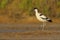 Common Avocet - Recurvirostra avosetta - Alfaiate