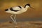 Common Avocet - Recurvirostra avosetta - Alfaiate