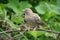 Common babbler