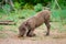 Common Baby Warthog Feeding