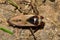 Common Backswimmer (Notonecta glauca) from above