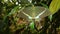 Common Banded Peacock Butterfly