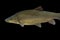 Common barbel, Barbus barbus, is a species of freshwater fish