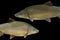 Common barbel, Barbus barbus, is a species of freshwater fish