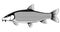 Common barbel fish isolated illustration