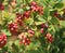 Common barberry