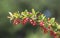 Common barberry