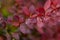 Common Barberry Berberis Vulgaris With Drops Waters Close Up