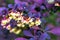 Common barberry purple cloak flower Berberis vulgaris in the