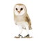 Common Barn Owl (4 mounths)