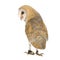 Common Barn Owl (4 mounths)