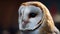 Common barn owl, digital illustration artwork, animals, birds