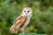 The Common Barn Owl, Tyto alba