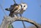 Common barn owl Tyto alba feeding on prey