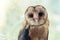 Common barn owl. Tyto alba, portrait close up