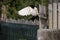 common barn owl Tyto albahead flying in a falconry birds of prey reproduction center