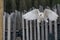 common barn owl Tyto albahead flying in a falconry birds of prey reproduction center