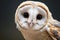 The common barn owls close up reveals its stunning transformational features