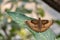 Common Baron butterfly Euthalia aconthea