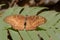 Common Baron butterfly - mud puddling .