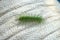 The Common Baron Caterpillar Species: Euthalia Aconthea Order: Lepidoptera . A single common Baron caterpillar hatches from