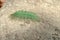 The Common Baron Caterpillar Species: Euthalia Aconthea Order: Lepidoptera . A single common Baron caterpillar hatches from