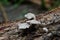 A common basidiomycete bracket fungus found on rotten wood