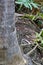 The common basilisk Basiliscus basiliscus