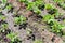 Common bean and few plants of Atriplex hortensis known as orache