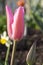Common beautiful spring pink tulip in bloom in the garden, morning dew