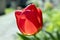 Common beautiful spring red tulip in bloom in the garden