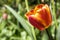 Common beautiful spring red tulip in bloom in the garden