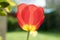 Common beautiful spring red tulip in bloom in the garden