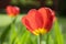 Common beautiful spring red tulip in bloom in the garden