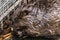 Common beaver gnawing a branch