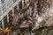 Common beaver gnawing a branch