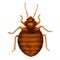Common Bedbug Cimex lectularius. Bed bug, drawn illustration, isolated on white