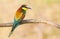 Common bee-eater, European bee-eater, Merops apiaster