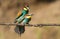 Common bee-eater, merops apiaster. Birds make love, sex