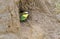 Common bee-eater, merops apiaster. Chicks in a hole