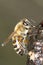 Common bee eating sap / Apis mellifera