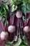 Common beetroot!