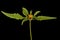 Common Beggarticks (Bidens frondosa). Flowering Capitulum Closeup