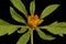 Common Beggarticks (Bidens frondosa). Flowering Capitulum Closeup