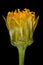 Common Beggarticks (Bidens frondosa). Flowering Capitulum Closeup (Calycle Removed