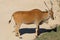 Common beisa oryx Oryx beisa beisa, species of antelope from E