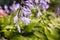 Common bellflower Campanula persicifolia / peach-leaved bellflower with drops of rain on violet flowers