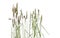 Common bent grasses spikelet flowers wild meadow plants isolated on white background.