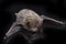 The common bent-wing bat, Schreibers` long-fingered bat, or Schreibers` bat Miniopterus schreibersii isolated on black backgroun